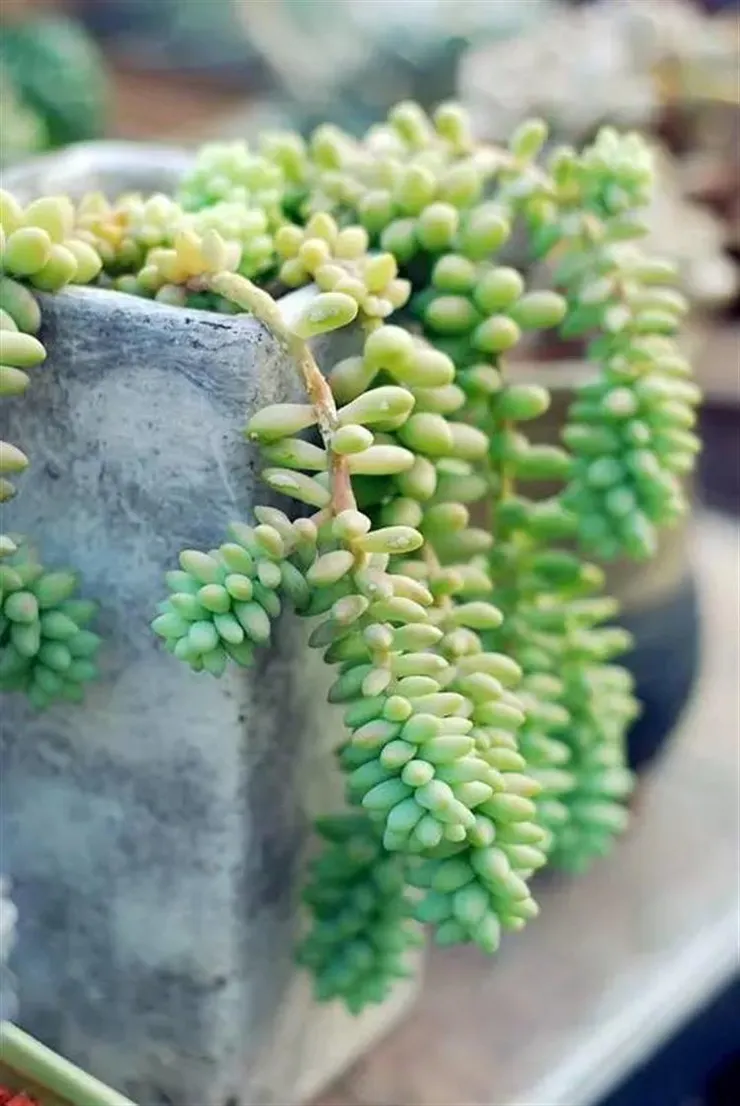 玉綴(Sedum morganianum)