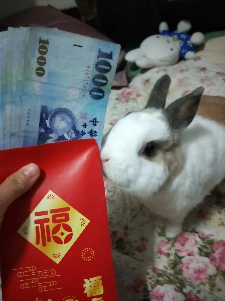 養兔前需仔細評估經濟負擔與醫療資源。媽媽幫你把壓歲錢存起來喔~
