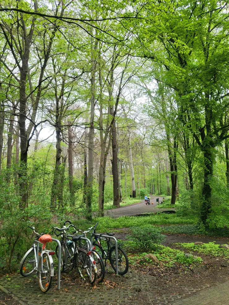 在德國裡的第一場音樂會結束後，國家交響樂團音樂總監準・馬寇爾回到他的母校漢諾威音樂學院，學生餐廳外是一片綠林。