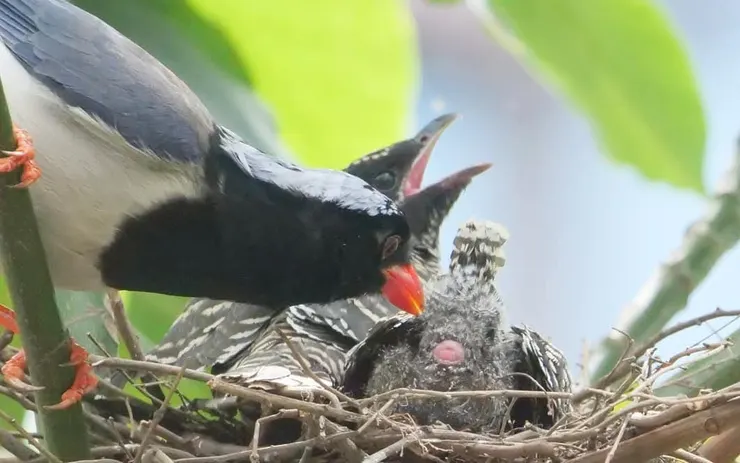 細心清潔小屁股