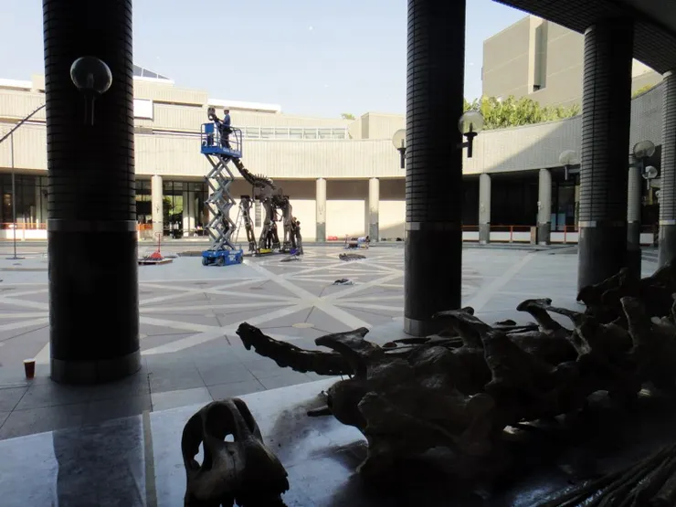 康熙橋灣龍化石裝架中