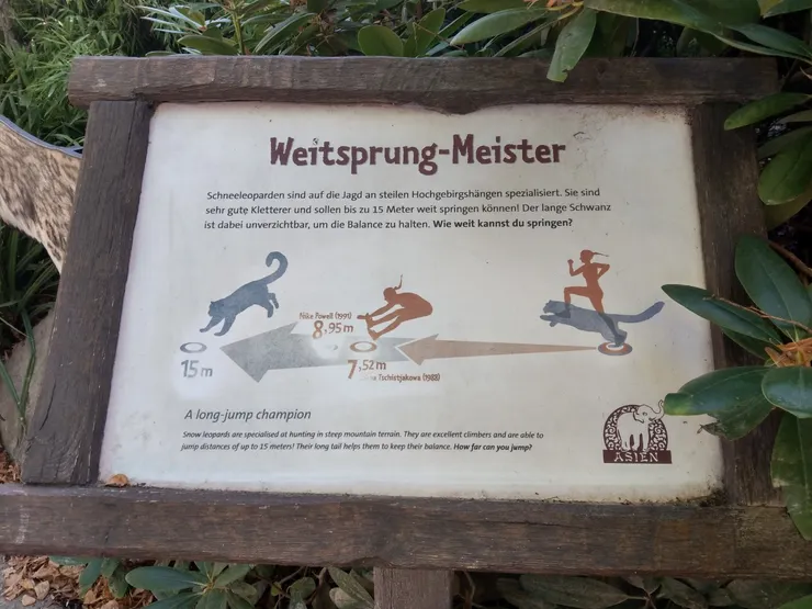 雪豹可跳躍15公尺（五層樓遠）