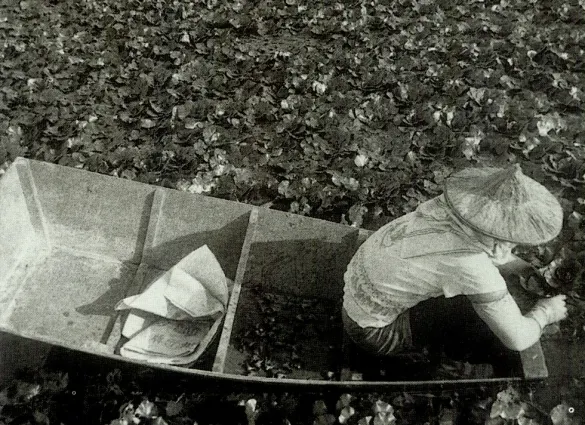 採菱船,是一種僅供單人乘坐的小船,長度約在一公尺至一公尺半之間,寬的一端是船尾,用來堆放摘採下來的菱角,窄的一端是採菱人蹲坐的船頭,為平底四艙式,無舵,僅用一根竹竿撐行