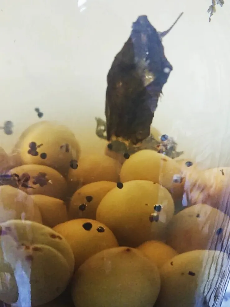 額外加入馬告、紫蘇葉、乾檸檬片，宛若小小的宇宙中星屑漂浮。