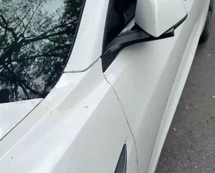 螞蟻大軍襲擊特斯拉