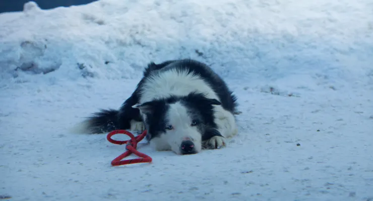獲得「狗狗金棕櫚獎」的Messi