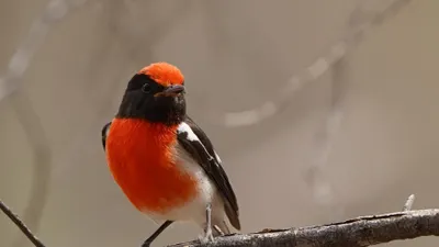  南昆士蘭賞鳥熱點