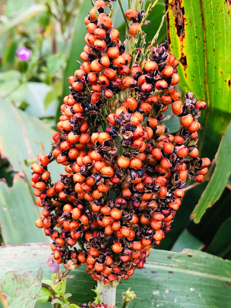 成熟飽滿的紅色高粱