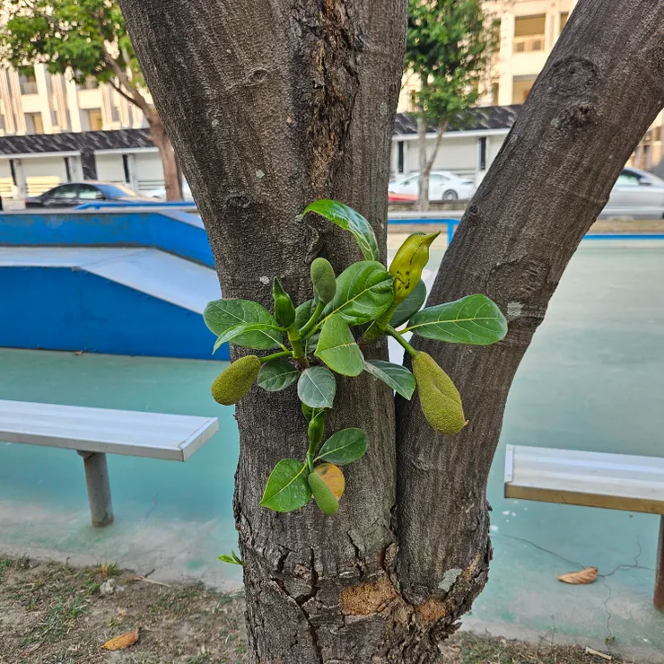 2026年波羅蜜小朋友😊