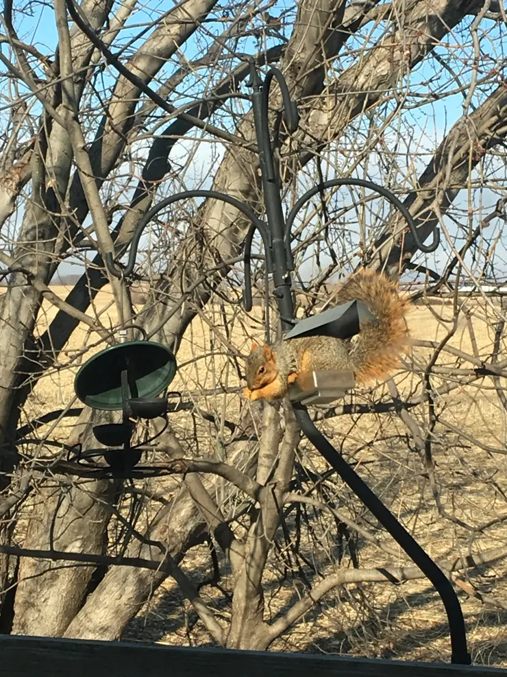 賴著不走的松鼠暴君