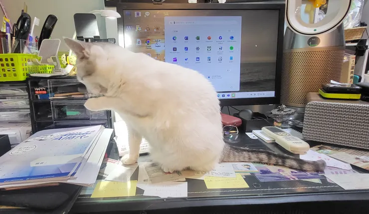 小白(李建崑攝影)