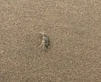 沙灘上的洞洞原來是螃蟹的家