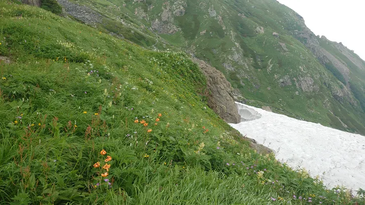 雪溪旁邊就是滿山坡各色夏季花朵