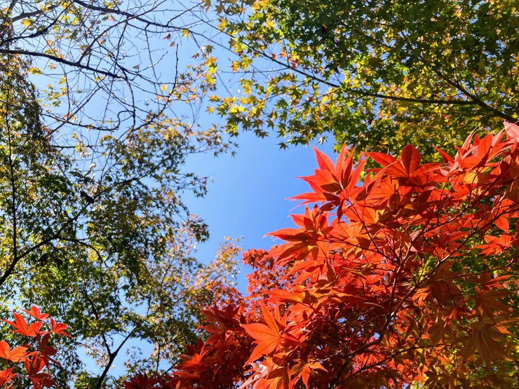 2023年秋天，京都，楓葉在藍天下靜靜變紅。