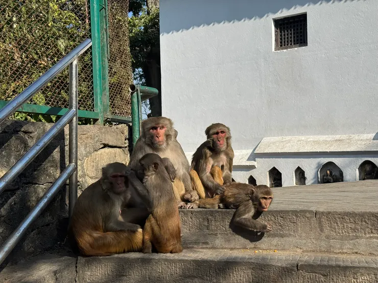 猴群隨處可見。