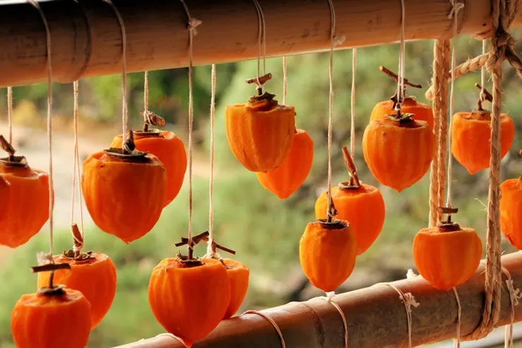日本一串柿餅的柿簾風情，適合乾燥多風的環境，卻似乎不太適合溼度高的台灣