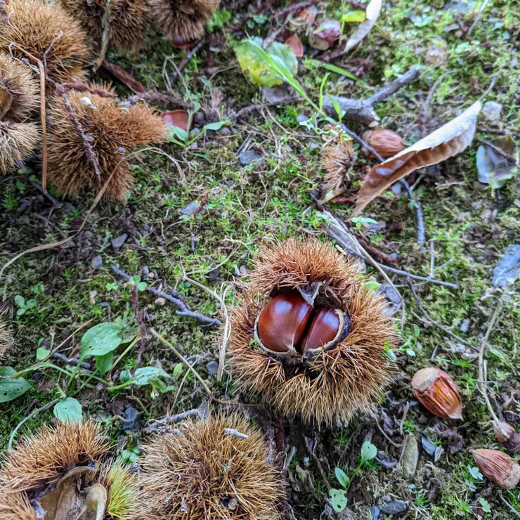 밤송이 (刺刺的栗子球,裡面有我們長相熟悉的栗子)