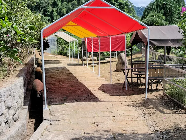 克里山綿羊躲在水溝裡休息