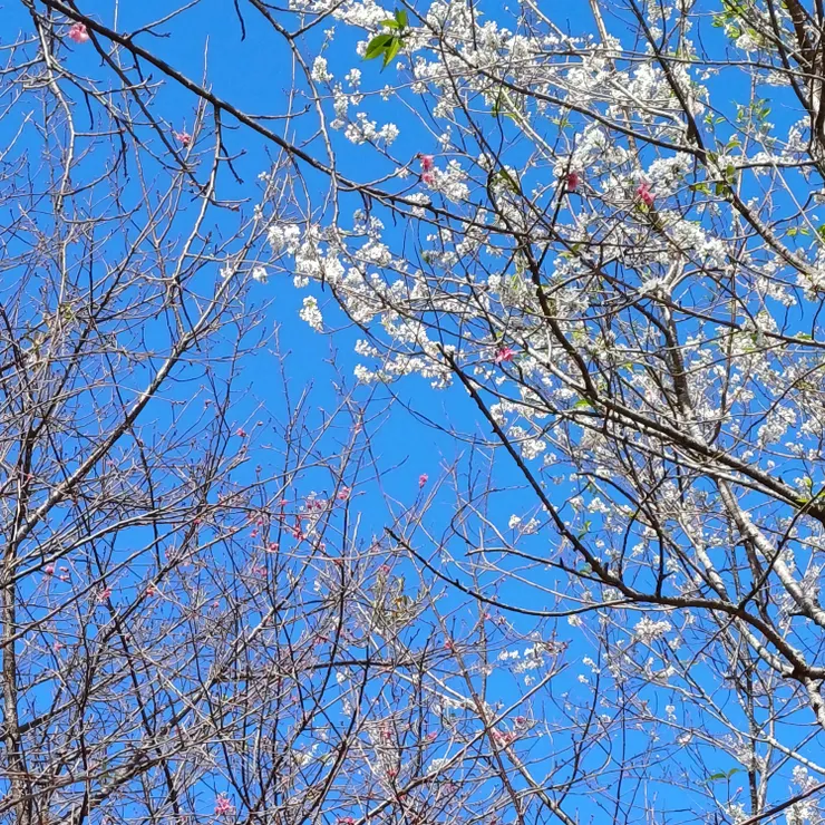 奧萬大櫻花