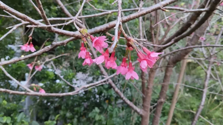 櫻花照