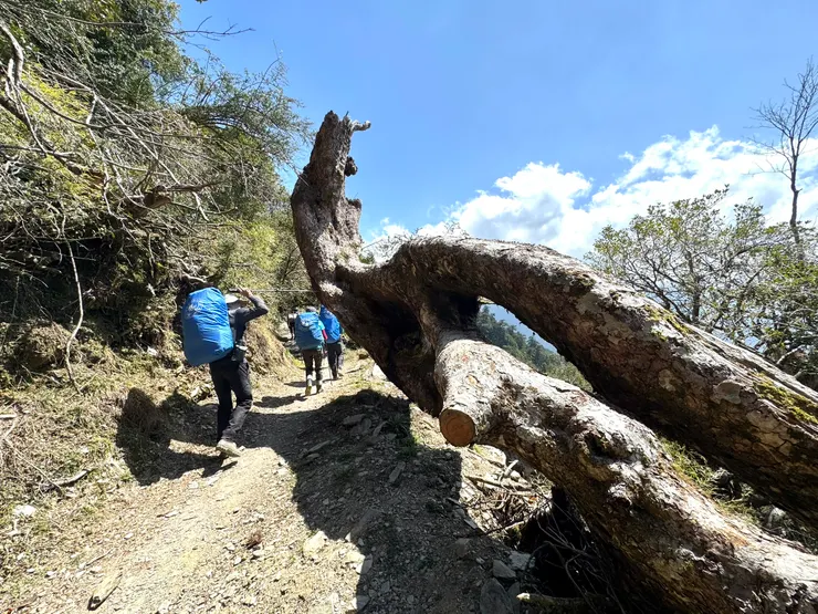 行進中的隊友，路旁的倒木很吸睛。