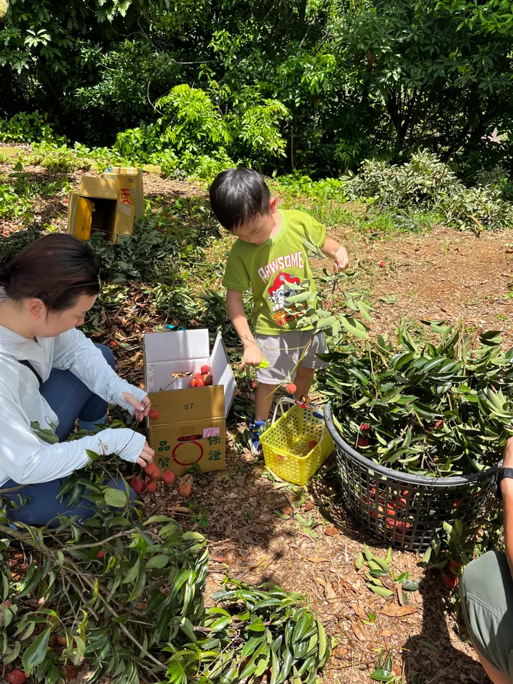 男丁負責砍樹枝，老弱婦孺負責把果實剪下來