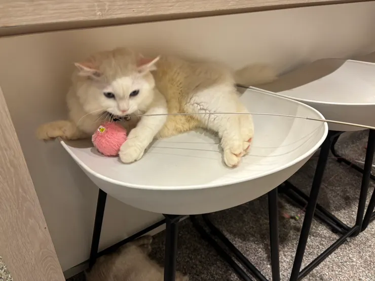 2025/10/11 我姐給我看的領養動物