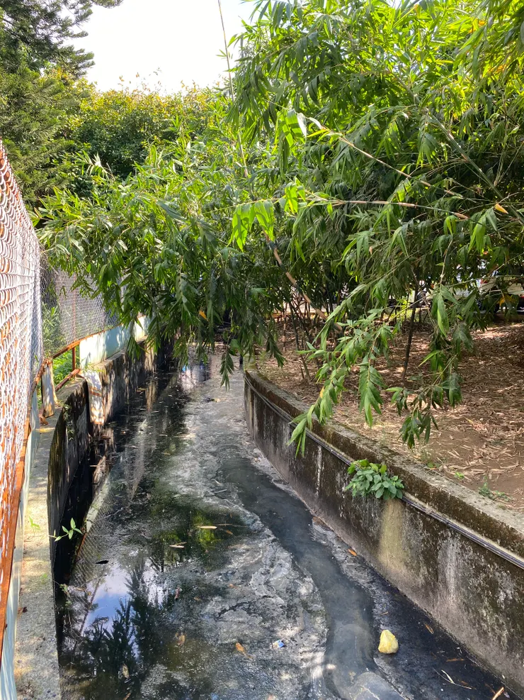 混濁發黑的溝子口溪明渠