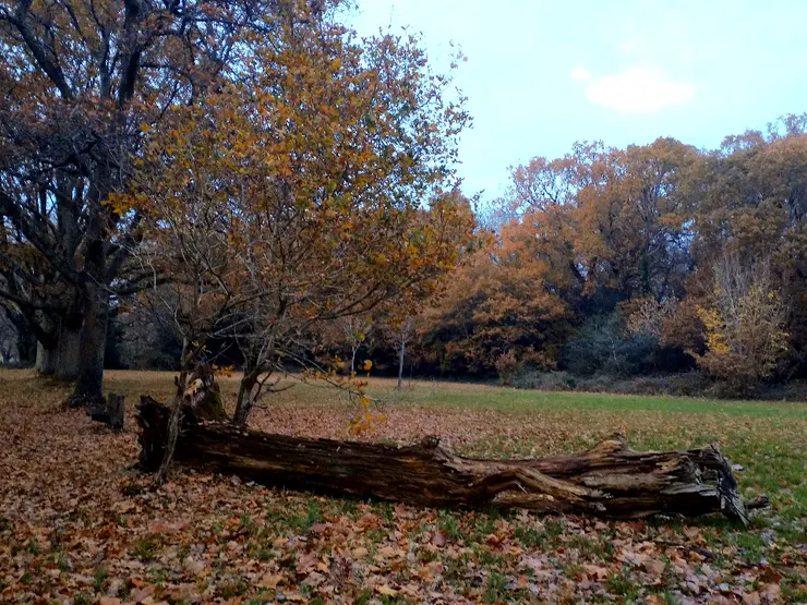 寶寶兩、三歲時發現的新大陸，現已傾倒。