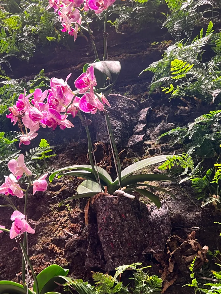 蘭花種在毛苔裡