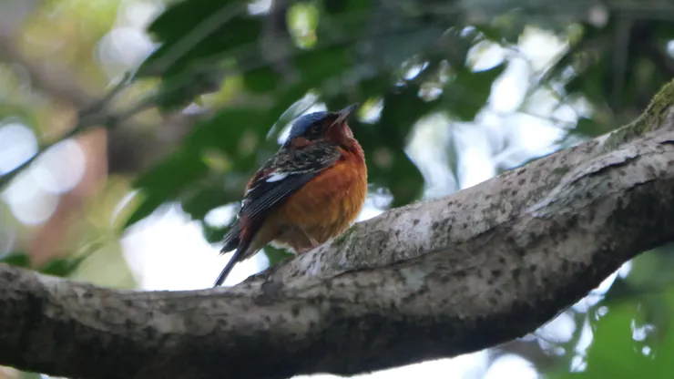 上月碰頭的磯鶇