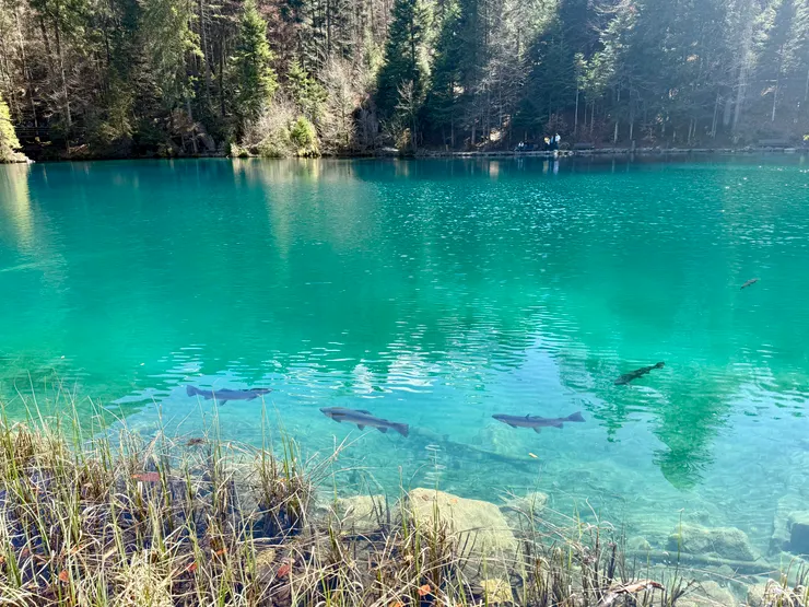 湖水清澈到能直接看到鱒魚游動