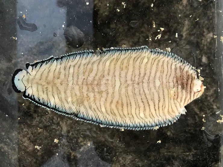 筆者在墾丁的潮間帶拍攝到的比目魚(異吻長鼻鰨),第一次看到這種身上帶有美麗花紋的比目魚,一時之間還差點誤認成體色鮮艷的某種海蛞蝓!