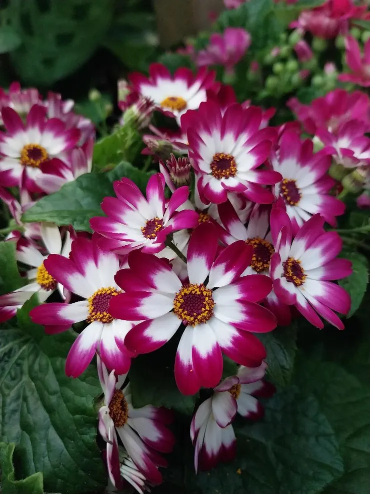 瓜葉菊Pericallis hybrida