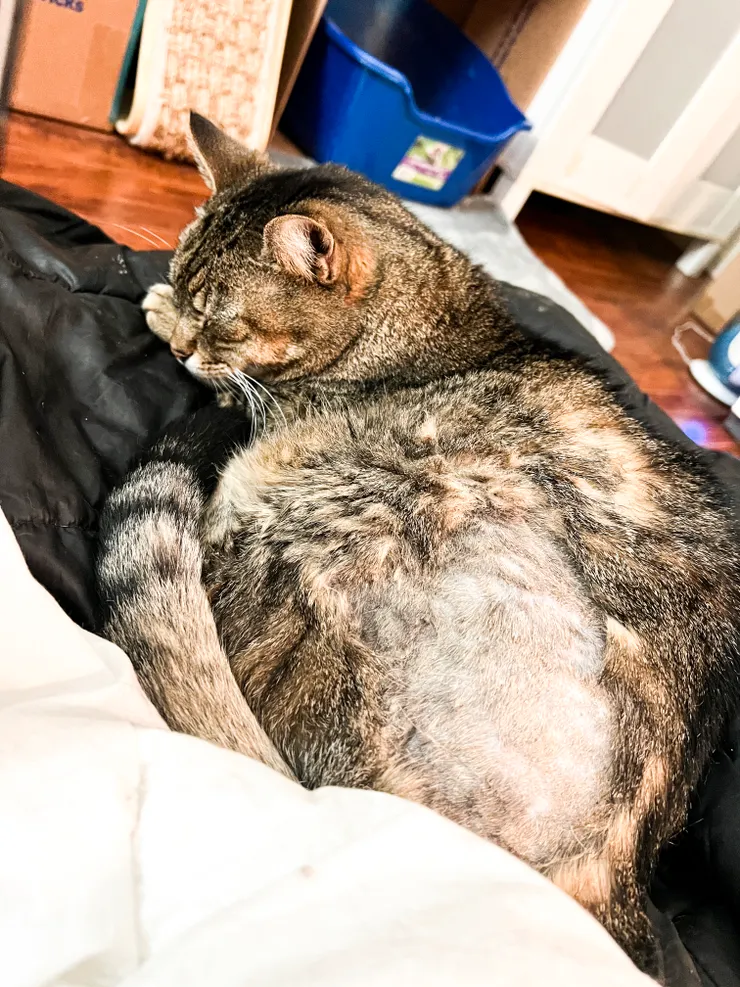 被剪毛的情勒仔依舊睡得安穩