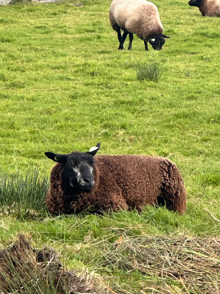 他躺在那裡吃草,給我差不多一點。