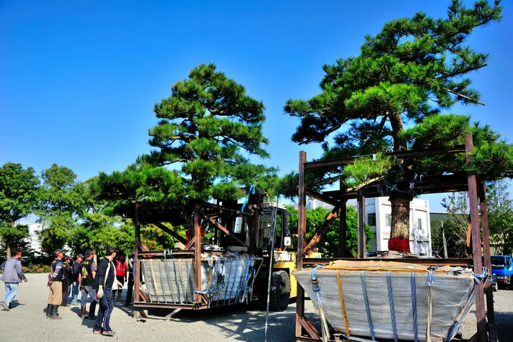 另兩棵待移植的四兄弟松。2016年攝。