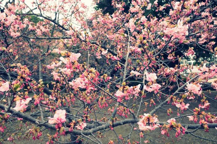 這顆應該是沿途我看到花開最多的一顆樹