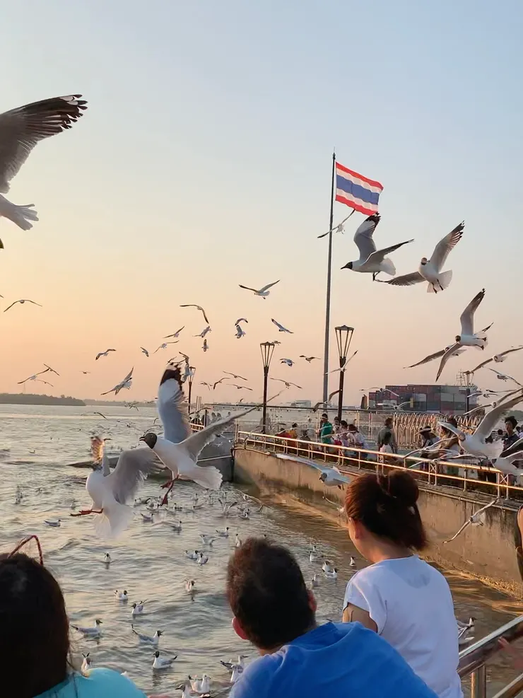 曼谷近郊就可以看到海鷗滿天飛的美景