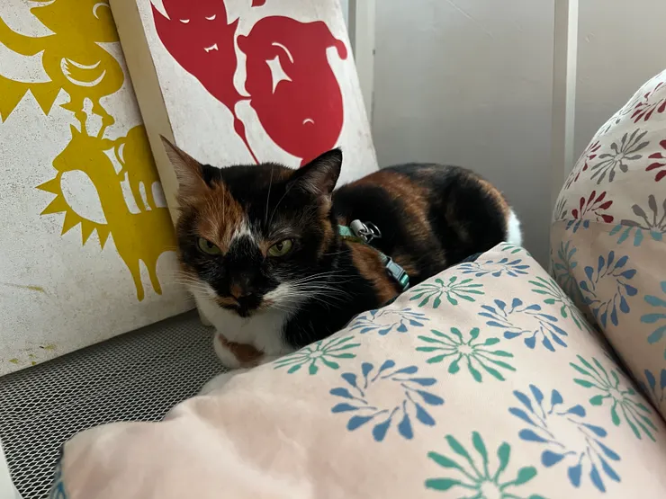 辦公室的貓貓-豆椒~