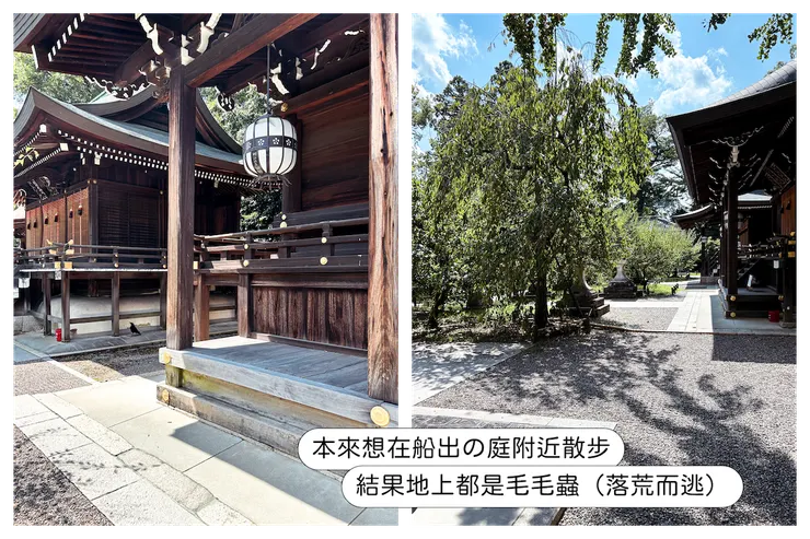 左圖地上那些黑黑一條的都是毛毛蟲，有大有小……