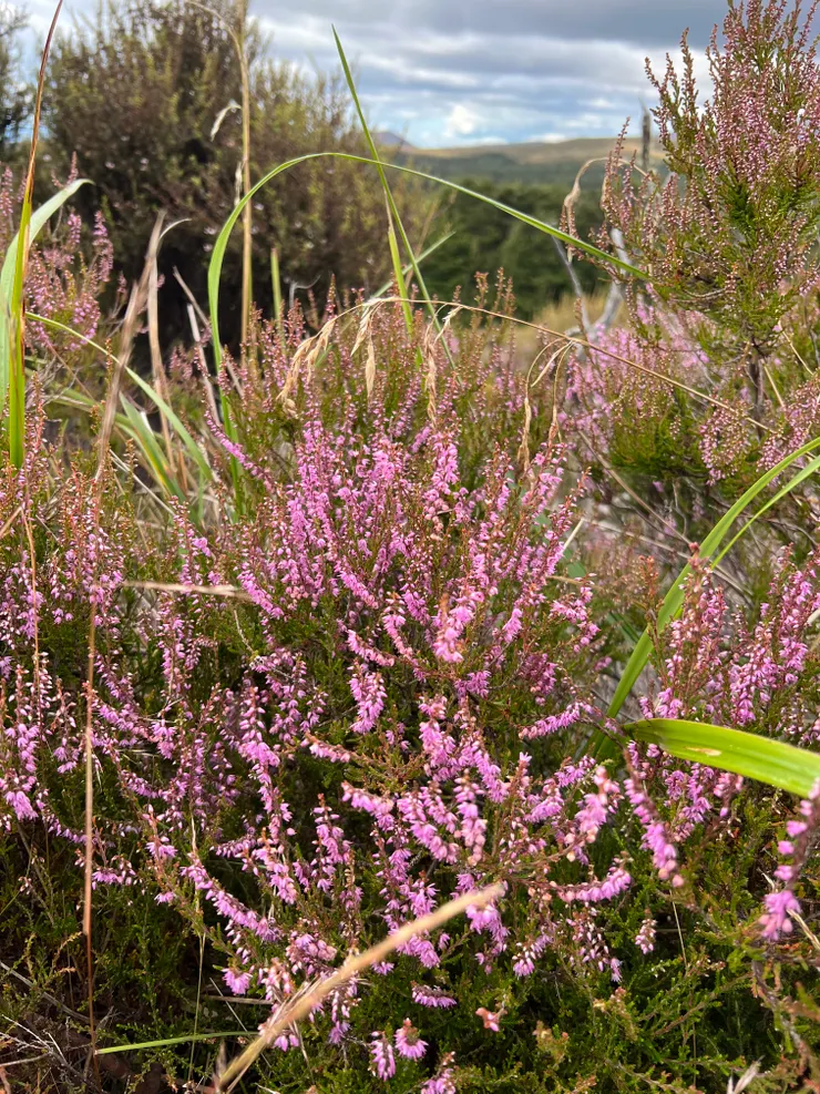 下山的髮型如路邊野花野草一般狂野......。