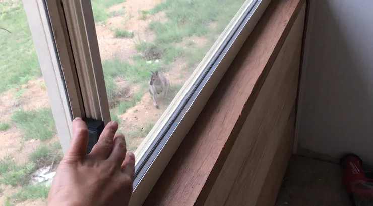 人勒? 黑人問號的袋鼠