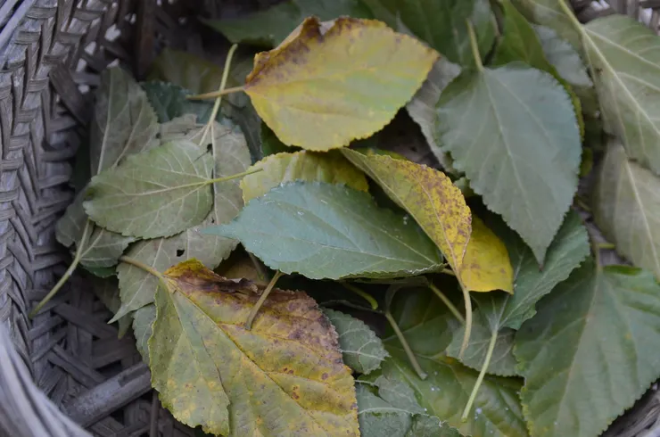 霜桑葉採集原則,以葉大而肥、色黃橙者為佳。