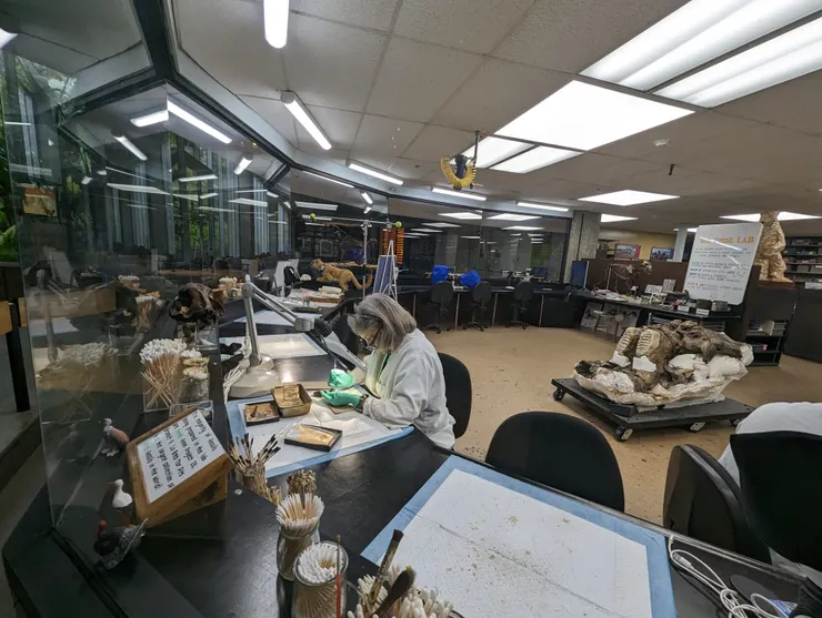 化石修復現場，很少能夠看到修復進行式