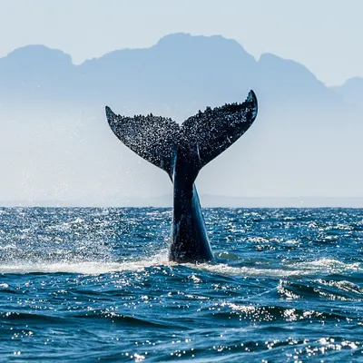 Peiii的異想世界🐳