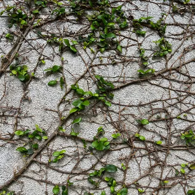 一把椅子，一場過境。