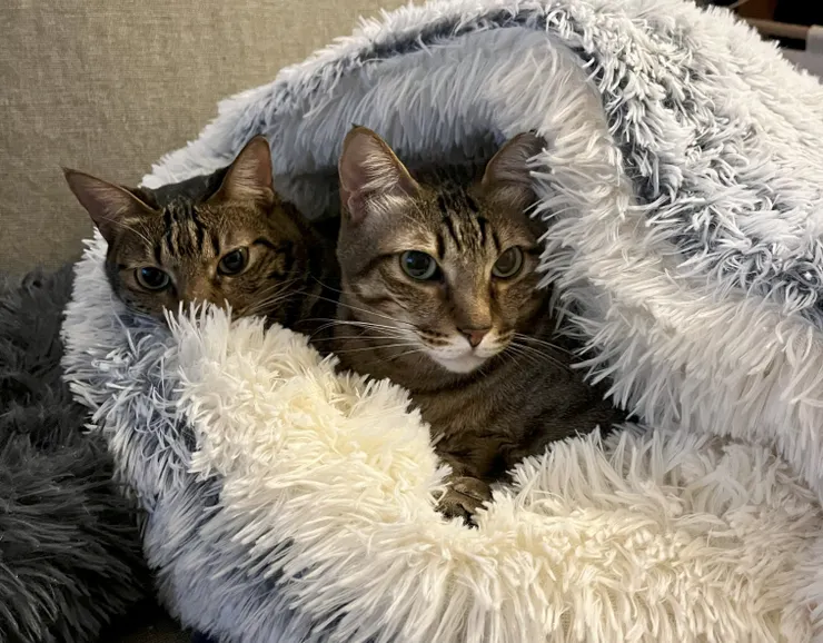 睡覺也要擠一起