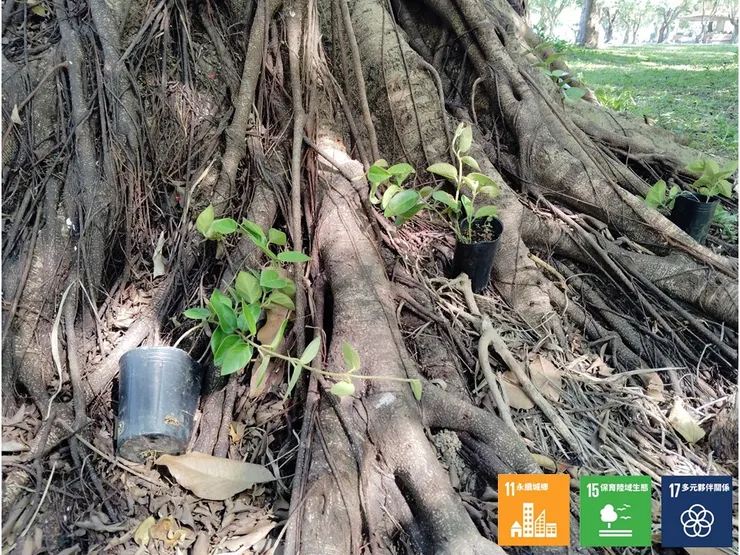 在A區的樹下補植鷗蔓，做為誘蝶食草