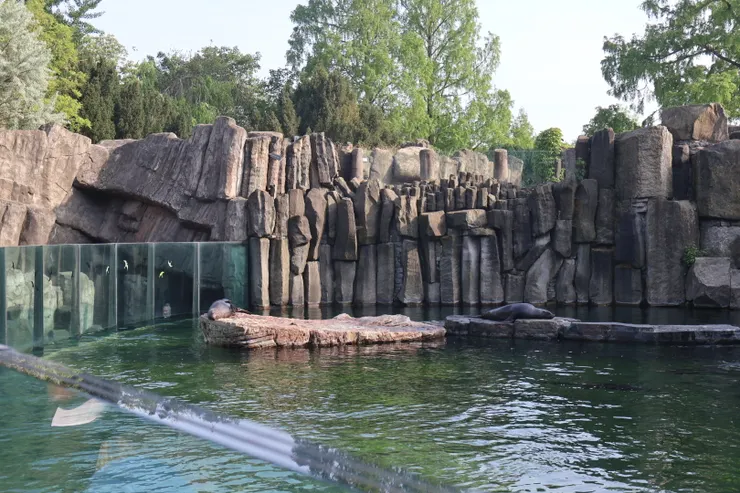 再來看看海豹游泳的英姿